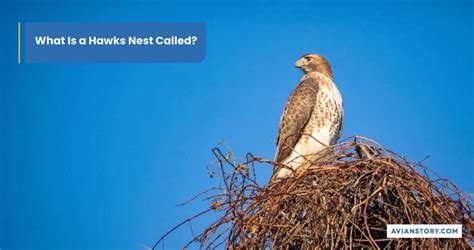 Hawks Nesting: What Does It Look Like?