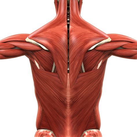 bodyman Full back muscles