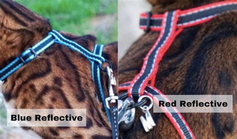 Harness & Leash Set at a Discount - Etsy