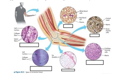 Anatomy Types of Connective Tissue Diagram | Quizlet