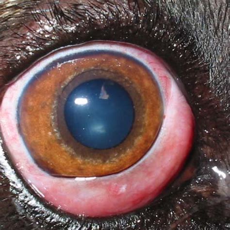 Conjunctivitis in a dog with visceral leishmaniasis. Note the prominent... | Download Scientific ...