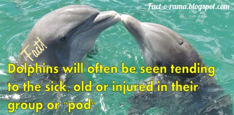 Dolphin Facts - 10+ Amazing facts about dolpins you never knew - Fact-o ...