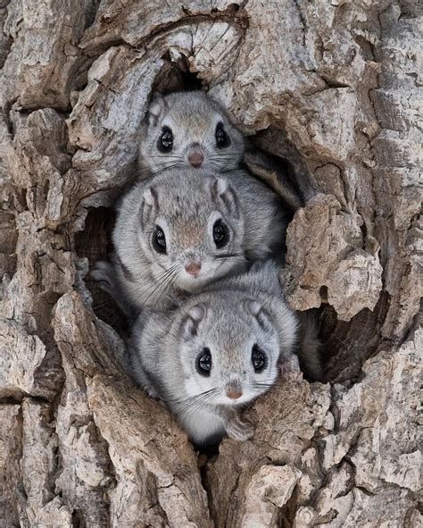 Japanese Flying Squirrel Wallpaper