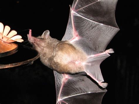 Featured Creatures: Nectar Bats – National Geographic Education Blog