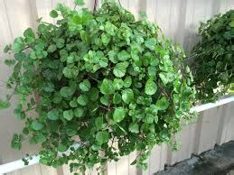 Swedish Ivy-10″ Hanging Basket – The Growing Scene