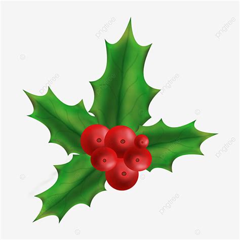 Holly Transpar Clipart PNG Images, Holly Transparent Background, Holly Clipart Transparent ...