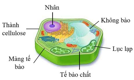 Hãy đóng vai một nhà khoa học và giới thiệu cho mọi người khám phá cấu tạo tế bào thực vật