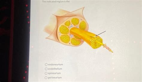 Solved The indicated region is the endoneurium endothelium | Chegg.com