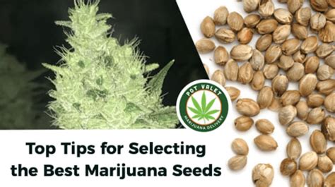 10 Expert Tips for Choosing the Best Cannabis Seeds for Your Grow