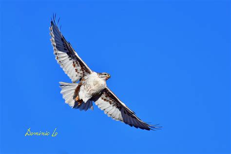 Ferruginous Hawk | Dominic Lo | Flickr