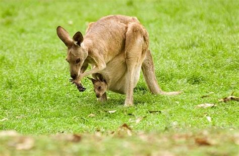 kangaroo - Kids | Britannica Kids | Homework Help