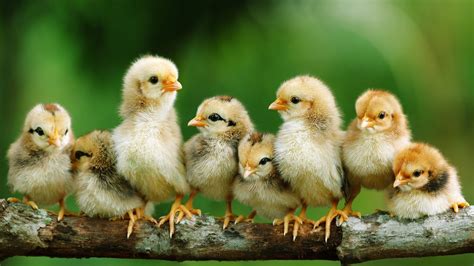 Baby Chicks Wallpaper (59+ images)