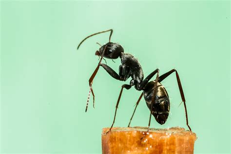 Ant Macro Photography :: Behance