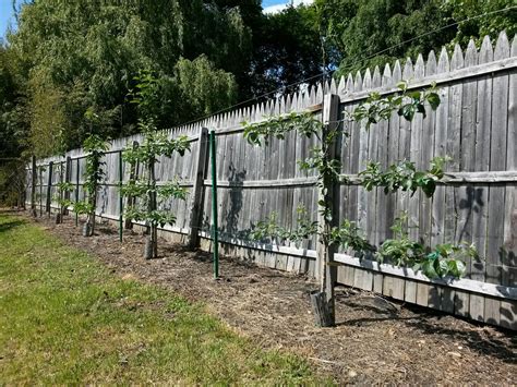 How to Espalier Fruit Trees - Stark Bro's