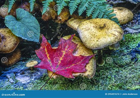 Autumn forst scene stock photo. Image of colorful, leaves - 295491674