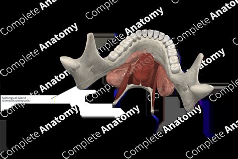 Sublingual Gland | Complete Anatomy