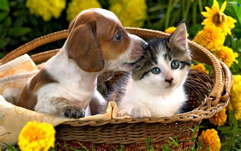 Cats and Dogs Wallpaper ·① WallpaperTag