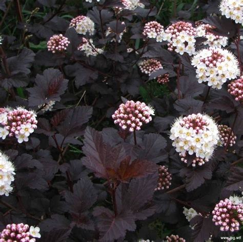 Physocarpus opulifolius Diabolo - Diablo Ninebark | Purple shrubs ...