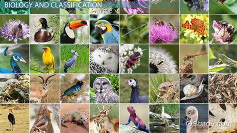 Species | Definition, Characteristics & Examples - Lesson | Study.com