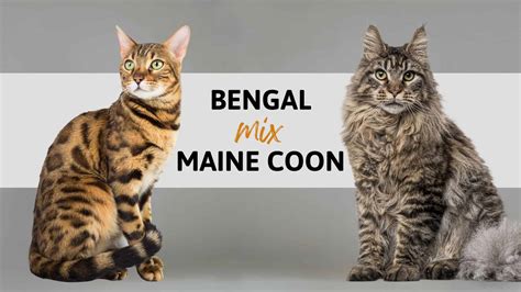 General Information About Bengal Mix With Maine Coon