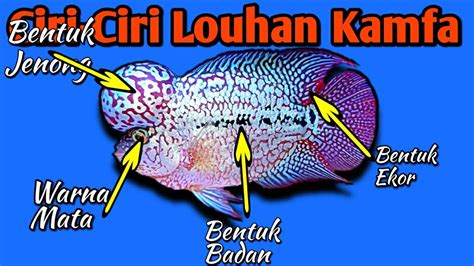 Gambar Ikan Louhan Kamfa – serat