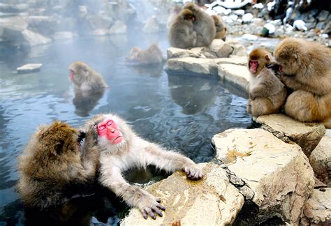 est100 一些攝影(some photos): Japanese macaque monkey. 日本獼猴