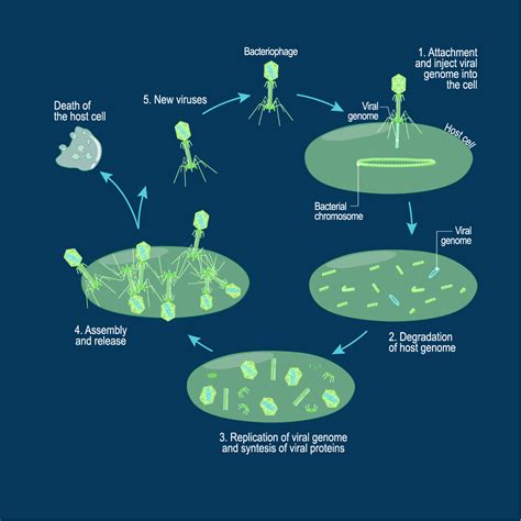 Understanding the Lytic Cycle – What Are the Steps? | Technology Networks