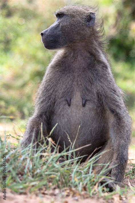 Chacma baboon sitting on the ground Stock Photo | Adobe Stock