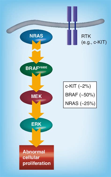 Mapk Pathway Melanoma