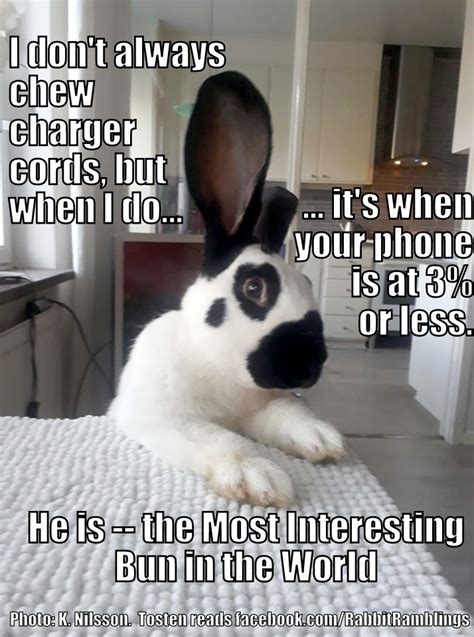 Rabbit Ramblings: Funny Bunny Monday Meme*day