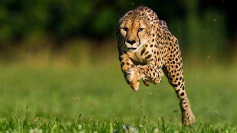 Cheetah Wallpapers HD Free Download