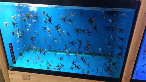 Breeding Angelfish: 1000s of Fish - YouTube