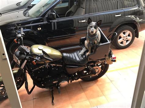 Homemade Motorcycle Dog Carrier | Reviewmotors.co