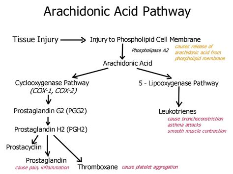 Pain, Arachidonic Acid Pathway