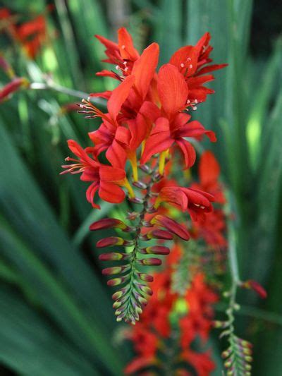 Crocosmia Planting Tips - When And How To Plant Crocosmia Bulbs