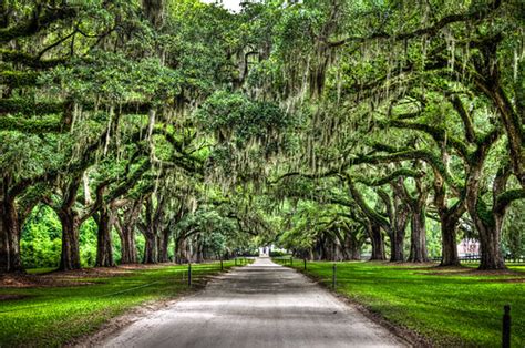 Plantations in Charleston - Plantation Tours Charleston SC