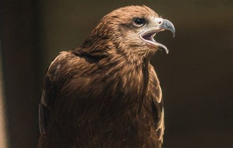 Why Do Hawks Screech? 5 Reasons for This Behavior - Optics Mag