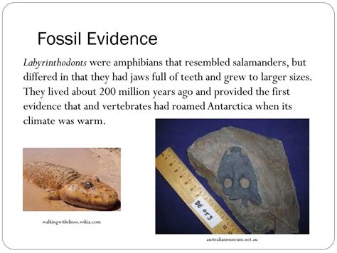 PPT - Evolution of Australian Biota Topic 2: Evidence for the Existence ...