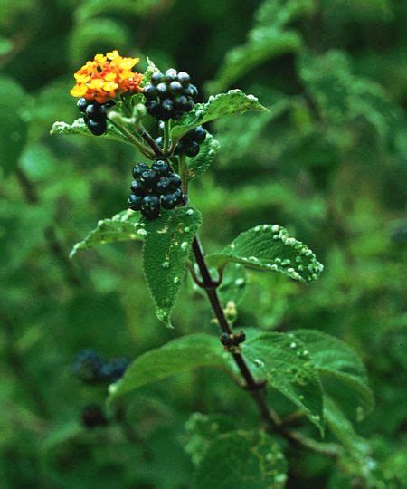 Lantana camara - Wikipedia