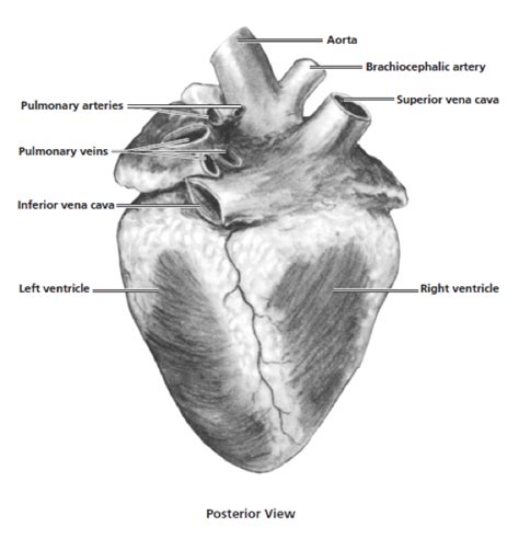 Heart Dissection | Carolina Biological Supply