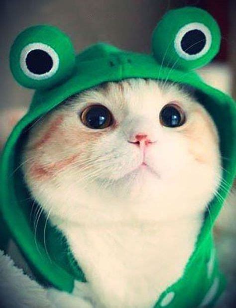 14 Cats and dogs wearing frog hats ideas | cute animals, pets, animals