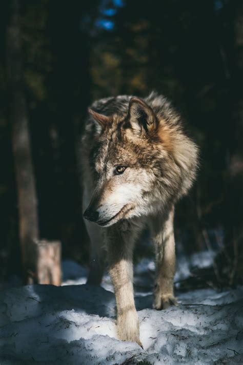 Wolf Aesthetic Wallpapers - Top Free Wolf Aesthetic Backgrounds - WallpaperAccess