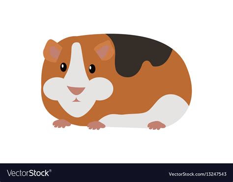 Guinea pig cavia porcellus isolated cartoon animal