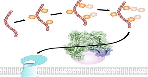 How Pathogenic Bacteria Prepare a Sticky Adhesion Protein