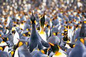 King Penguin | Free Nature Image by picjumbo