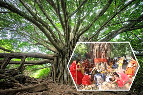 12 Sacred Trees In India That Have Religious Significance In Hinduism ...