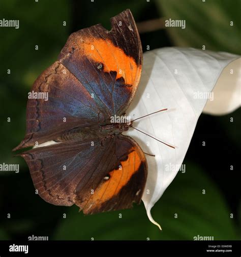 Orange Oakleaf or Dead Leaf Butterfly (Kallima inachus) with wings opened Stock Photo - Alamy