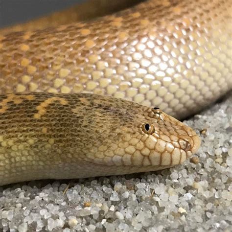 Indian smooth scaled sand boa care? - Sand Boas - MorphMarket Reptile Community