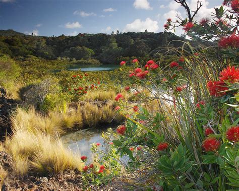 About Rangitoto - Rangitoto Island Historic Conservation Trust