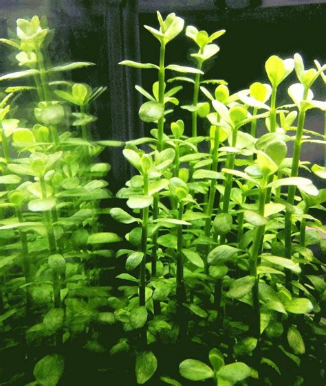 Bacopa Monnieri Moneywort Freshwater Live Aquarium Plants Bunch